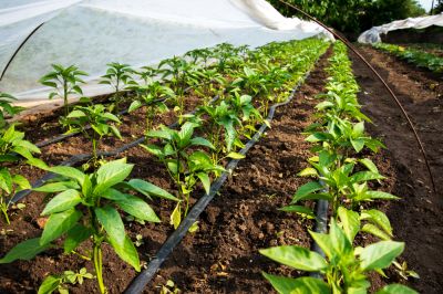 Water Plants, Landscapes, and Crops with Drip Irrigation Service!